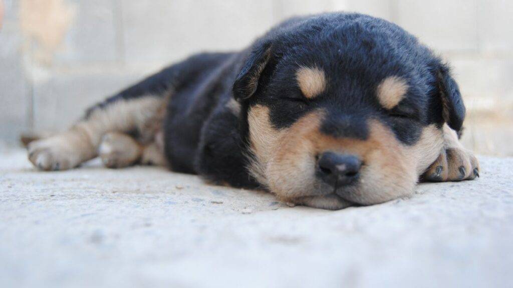 Como cuidar de um cachorro filhote