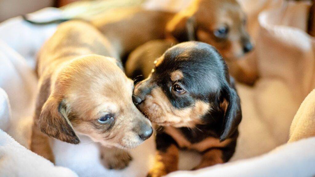Como cuidar de um cachorro filhote
