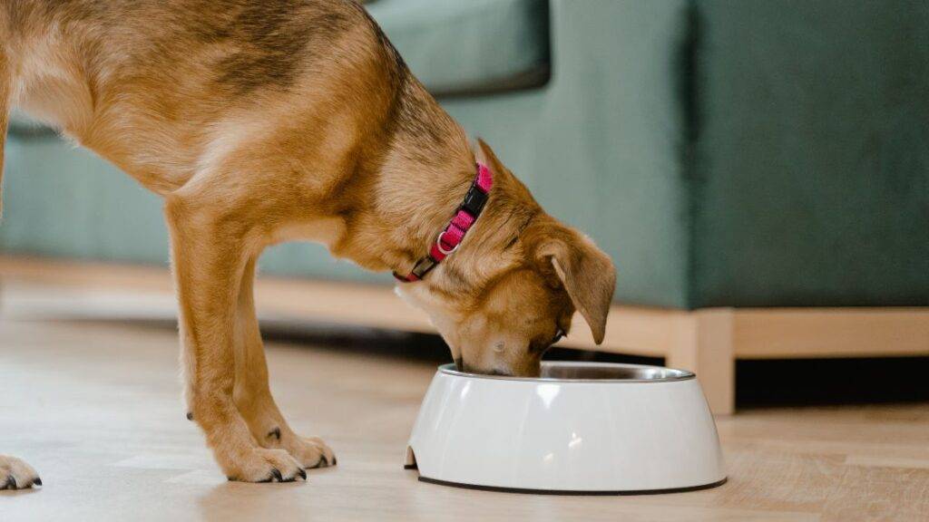 Como cuidar de um cachorro filhote