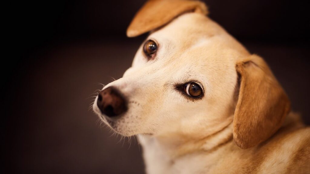 animais mais inteligentes do mundo