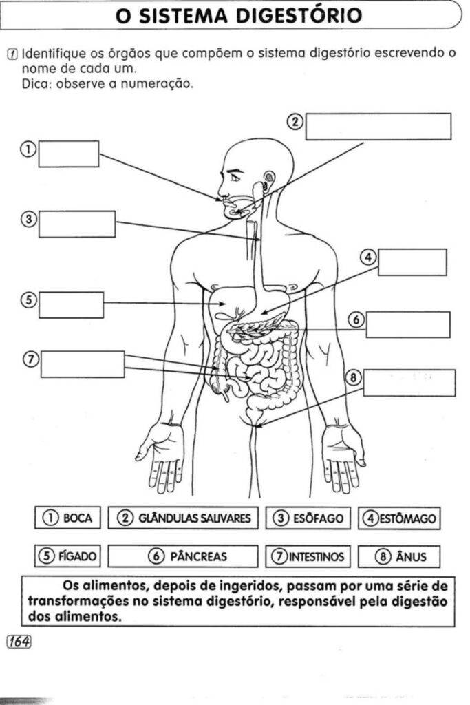 Atividades de ciências sobre o corpo humano para o 5º ano