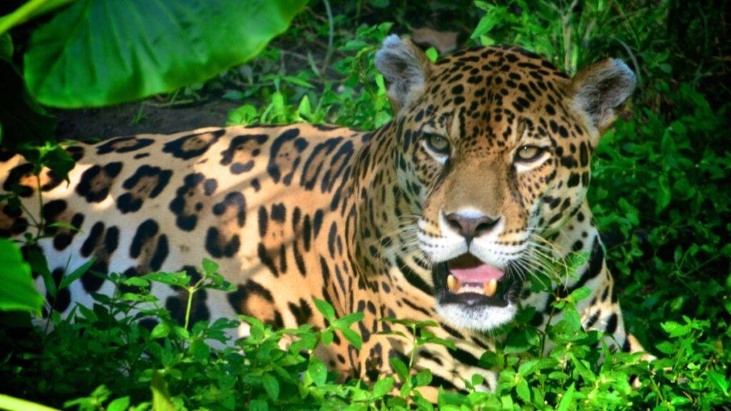 Recursos naturais renováveis e não renováveis