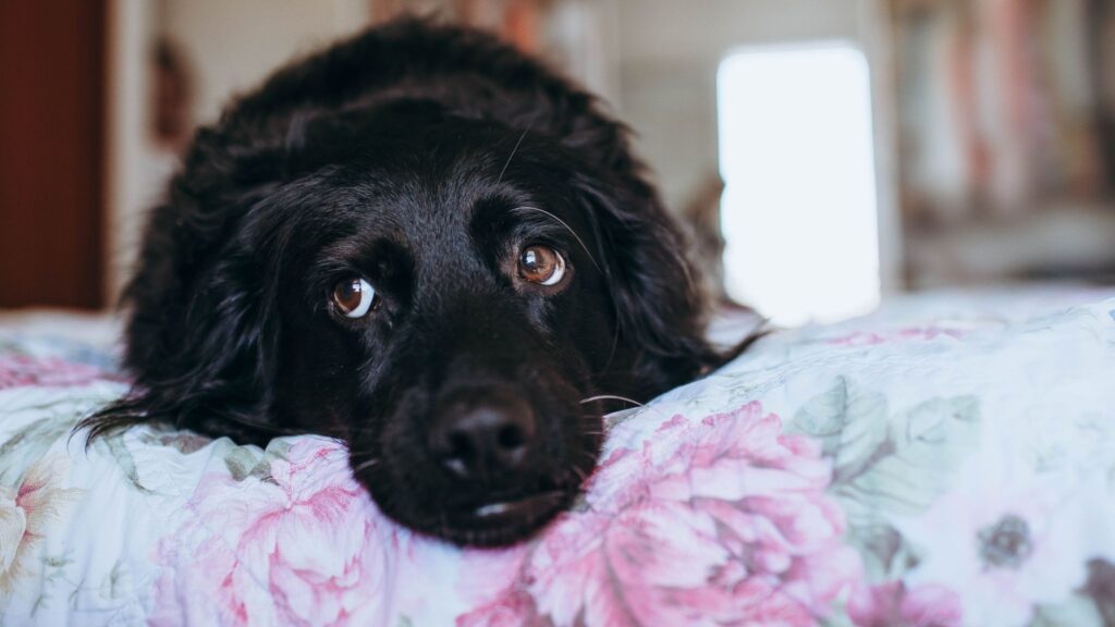 Proteja cães e gatos com cuidados preventivos simples. (Foto: Pexels / Canva Pro)