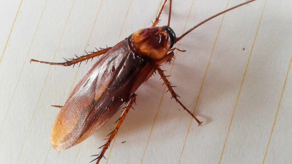 Por que você sente cheiro de barata
