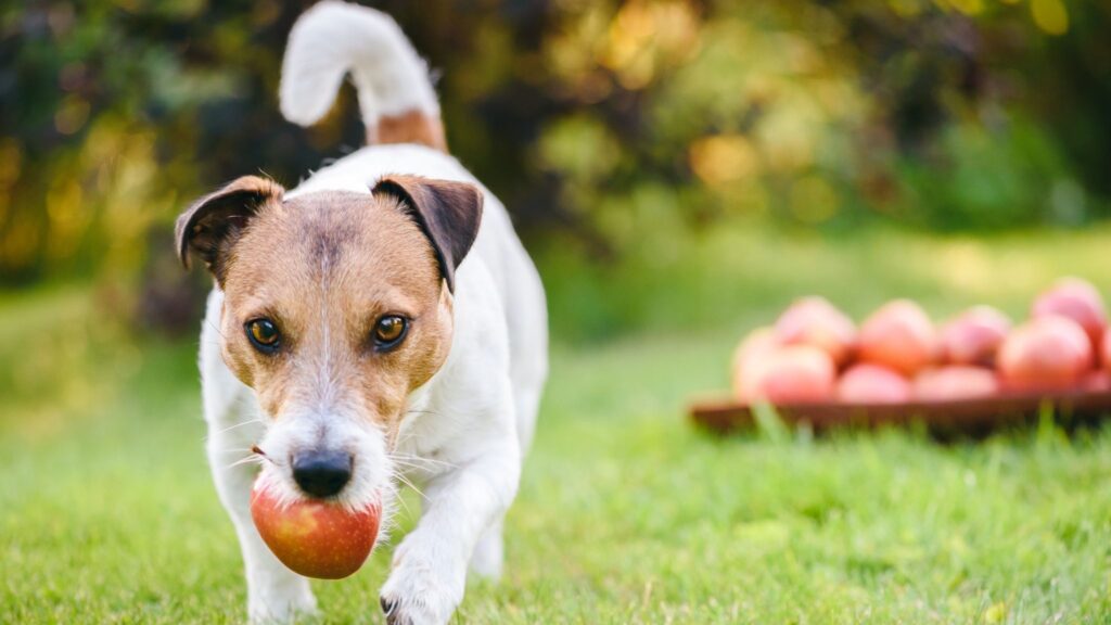 Preparar frutas em pedaços pequenos e sem sementes ajuda a prevenir engasgos e garante uma alimentação saudável para o pet.