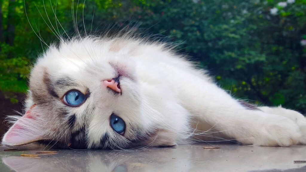por que os gatos ronronam 