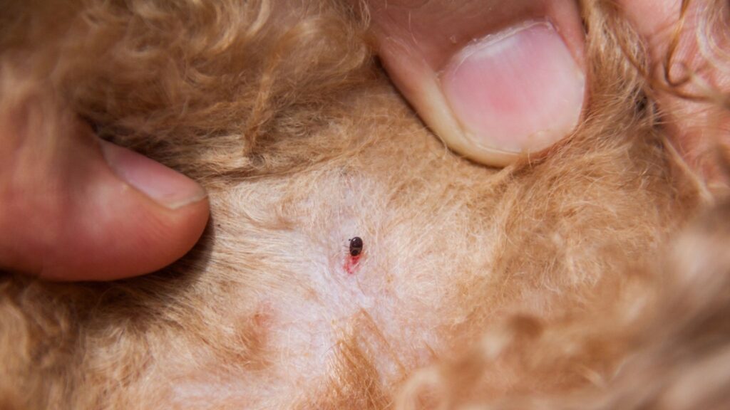 Identificar e prevenir parasitas garante bem-estar e proteção ao seu pet durante todo o ano. (Foto: Getty Images / Canva Pro)