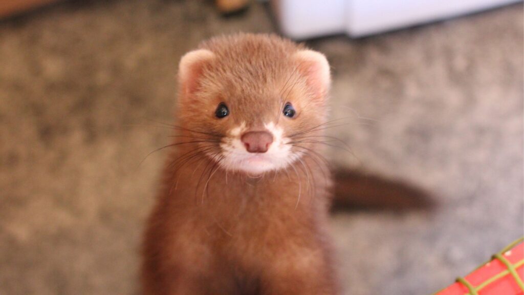 Cuidados com ferret doméstico