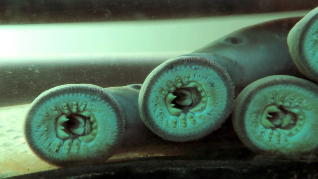 Fósseis mostram dentes e boca especializada de antigas lampreias (Crédito: Getty Images/ Canva Pro)