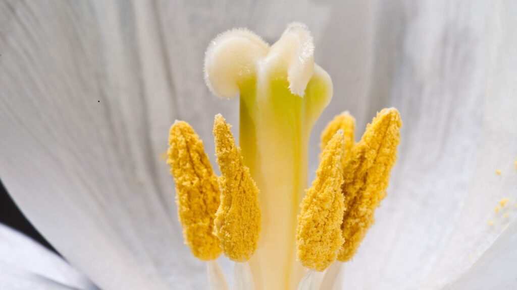 Microgel floral abre caminho para bioplásticos ecológicos (Crédito: Getty Images/ Canva Pro)