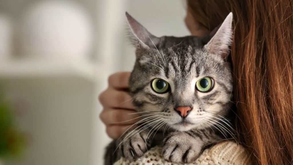 Vacinação e atenção mantêm seu gato saudável e ativo. (Foto: Pixelshot / Canva Pro)