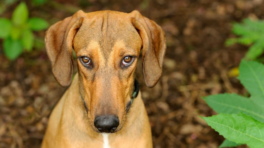 Cães ansiosos precisam de treino e rotina estruturada. (Foto: Getty Images / Canva Pro)