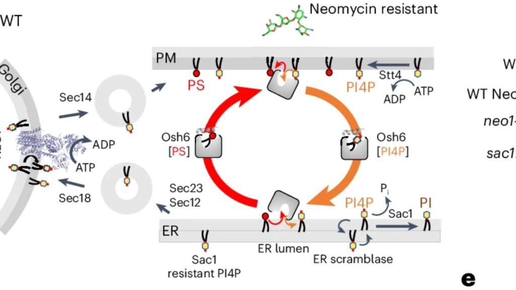 Modelo do tráfego de PI4P e papel da Neo1 na assimetria (Imagem: Nature Cell Biology (2025). DOI: 10.1038/s41556-025-01692-z)