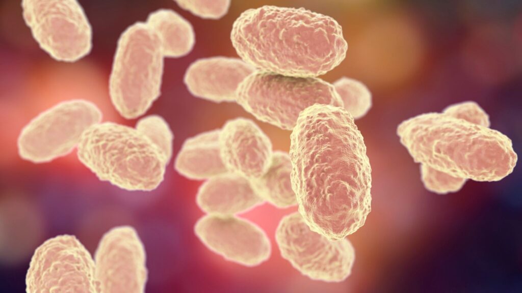 Bactéria Bordetella pertussis provoca coqueluche em bebês. (Foto: Science Photo Library / Canva Pro)