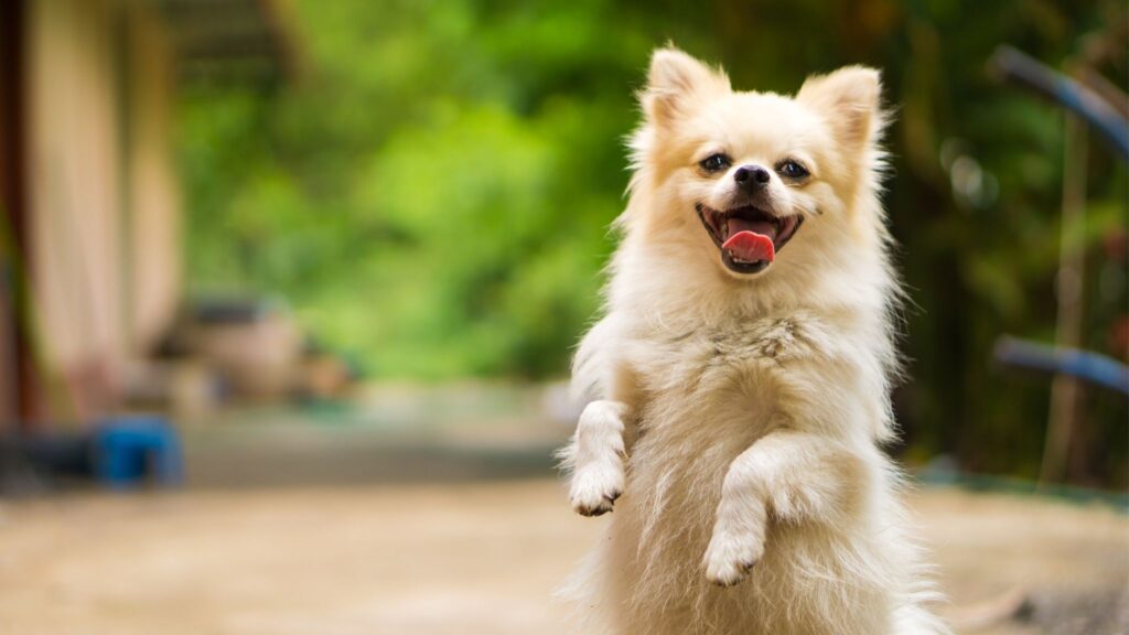 Passeios diários com cães reduzem estresse. (Foto: Getty Images / Canva Pro)