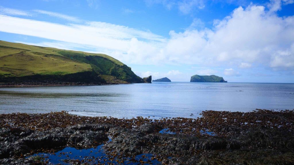 Surtsey revela como pássaros ajudam plantas a colonizar novos locais (Crédito: Getty Images/ Canva Pro)