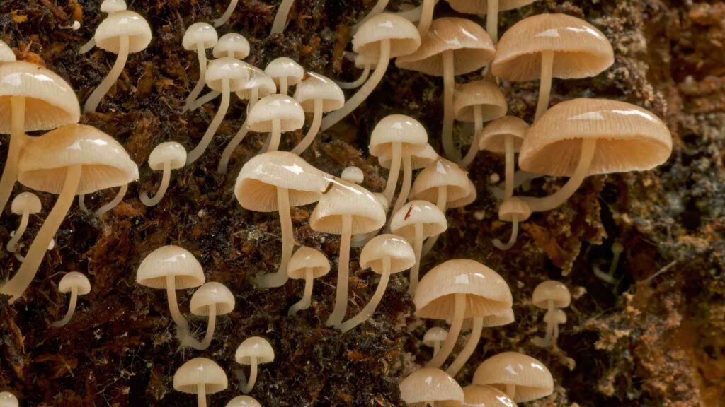 Antes das plantas, os fungos já preparavam o solo (Crédito da imagem: Getty Images/ Canva Pro)