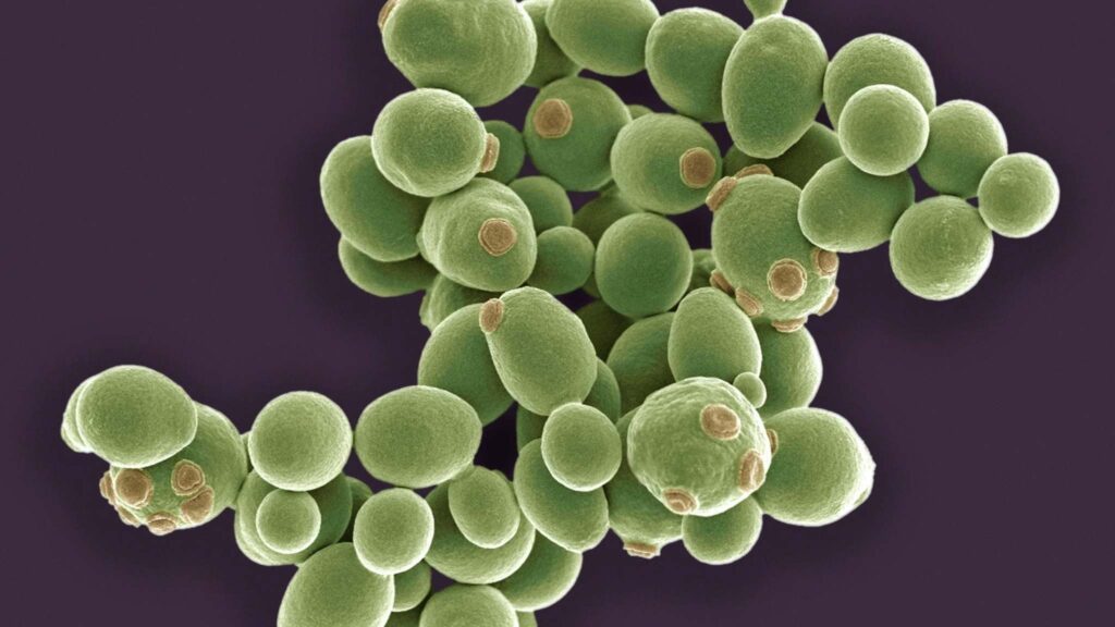 Saccharomyces cerevisiae supera estresse químico e mecânico (Imagem: Science Photo Library)