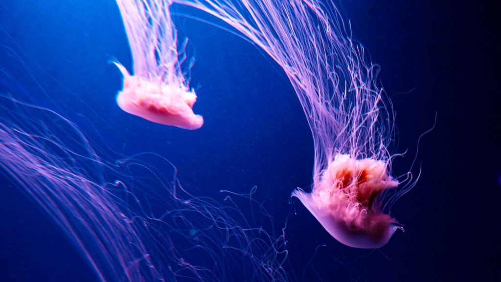 A maior água-viva do mundo e seu papel nos ecossistemas marinhos (Imagem: Getty Images/ Canva Pro)