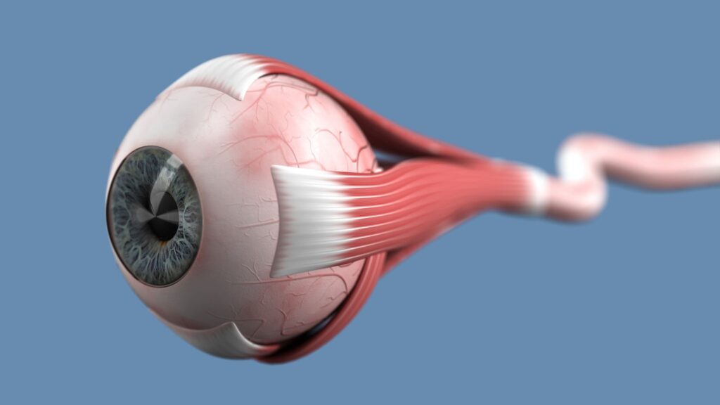 Ilustração do globo ocular com o nervo óptico. (Foto: Getty Images / Canva Pro