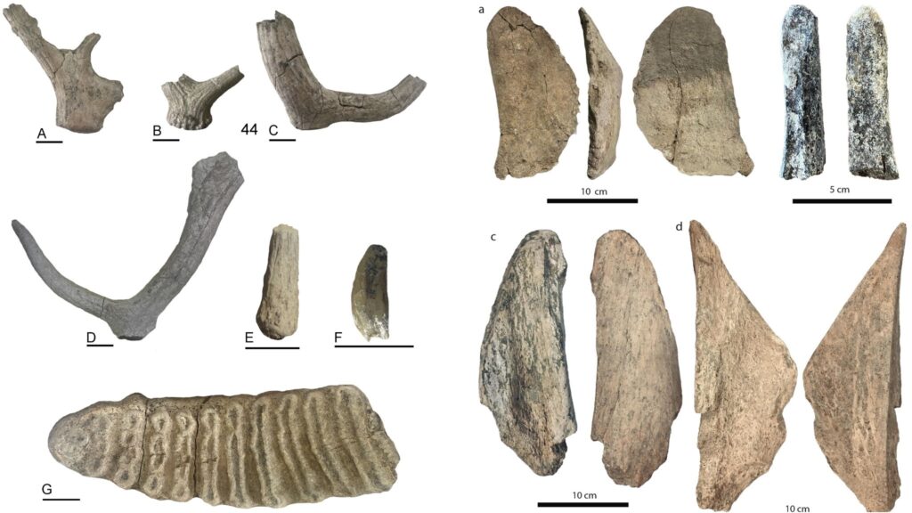 Neandertais antigos adaptavam-se a recursos escassos. (Foto: Mecozzi et al., 2025, PLOS One, CC BY)