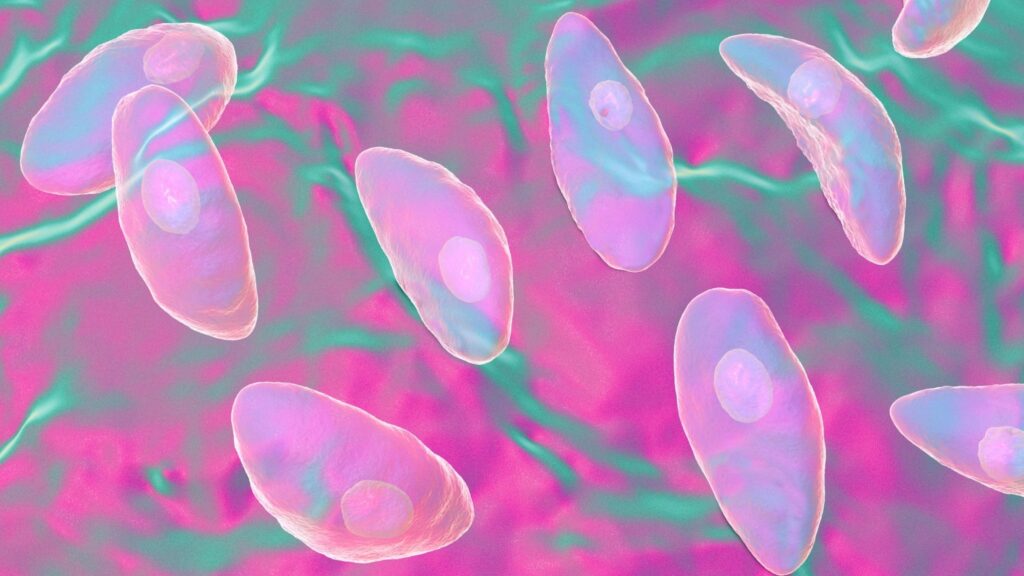 Pesquisadores identificam ponto fraco do Toxoplasma. (Foto: Science Photo Library via Canva)