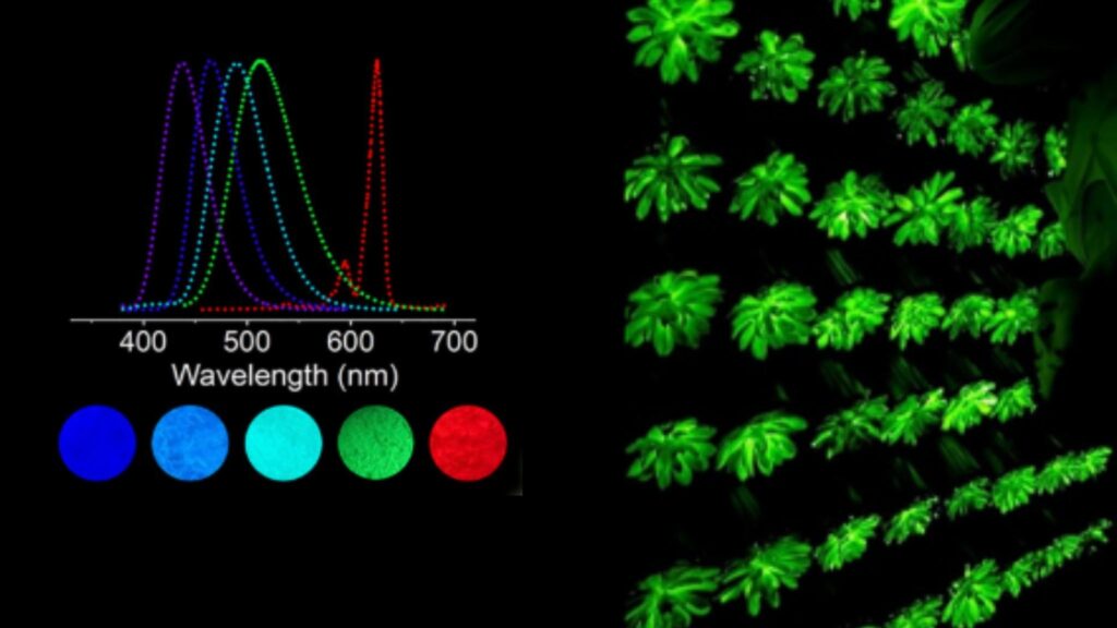 Iluminação sustentável: plantas multicoloridas que brilham à noite (Crédito: Liu et al., Matter (2025))