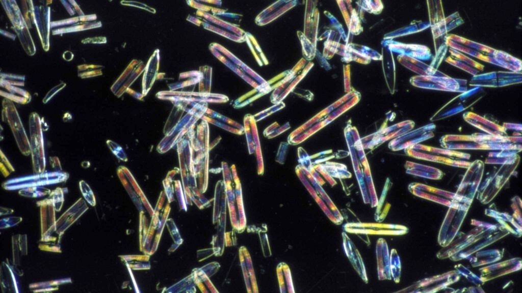 Microalgas da Antártida criam pontos brilhantes e influenciam o clima (Crédito: Photo Images/ Canva Pro)