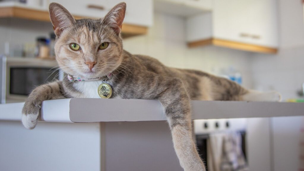 Gatos adoram caixas por instinto e proteção. (Foto: Pexels / Canva Pro)