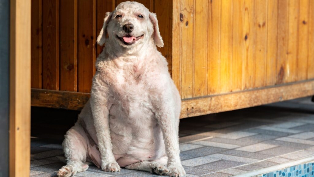 Exames e rotina adequada prolongam a vida dos animais. (Foto: Getty Images / Canva Pro)