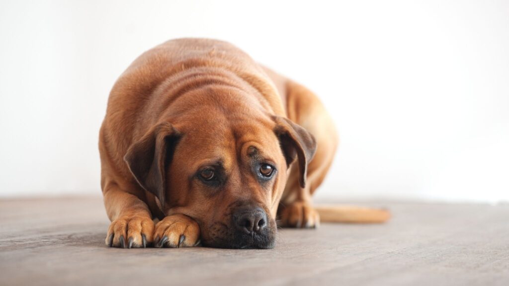 Traumas precoces aumentam a agressividade canina. (Foto: Getty Images / Canva Pro)