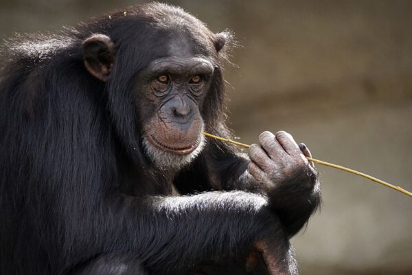 Chimpanzés surpreendem cientistas ao criar forma inédita de se comunicar