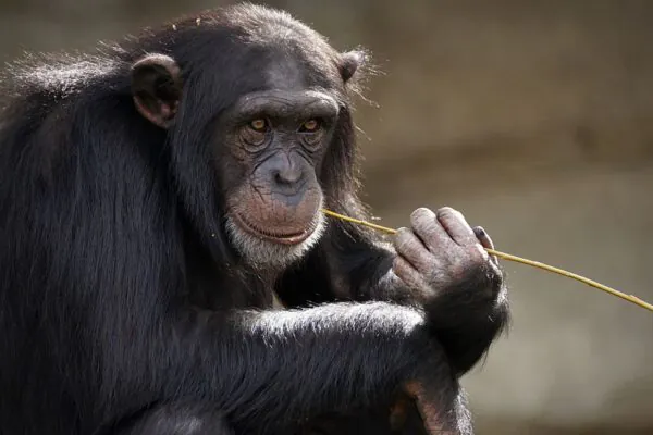 Chimpanzés surpreendem cientistas ao criar forma inédita de se comunicar