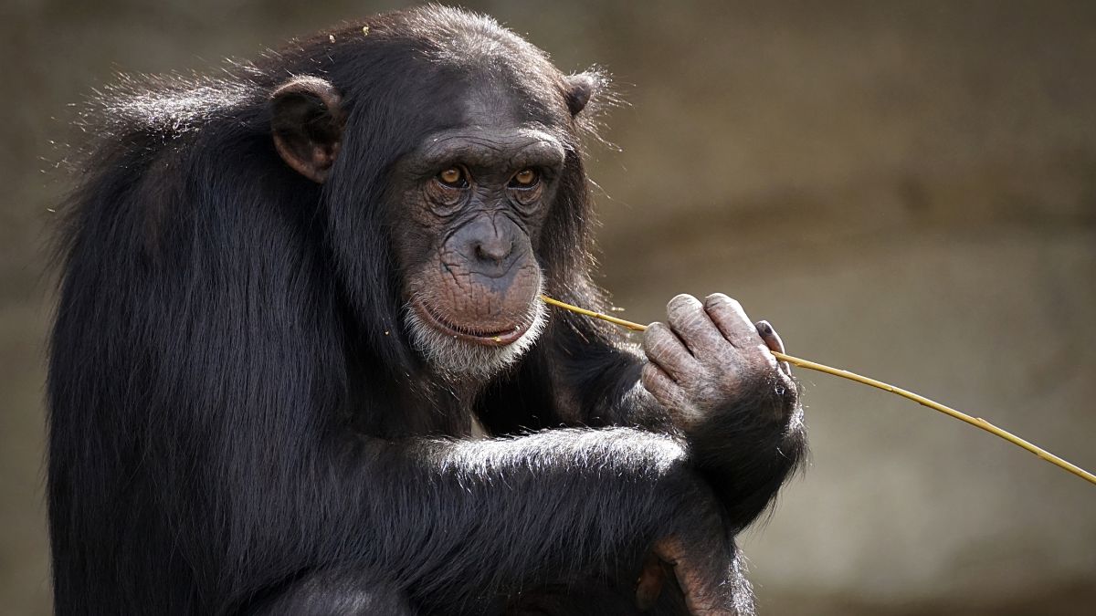 Chimpanzés surpreendem cientistas ao criar forma inédita de se comunicar