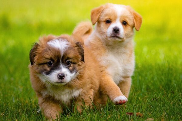 Como cuidar de um cachorro filhote