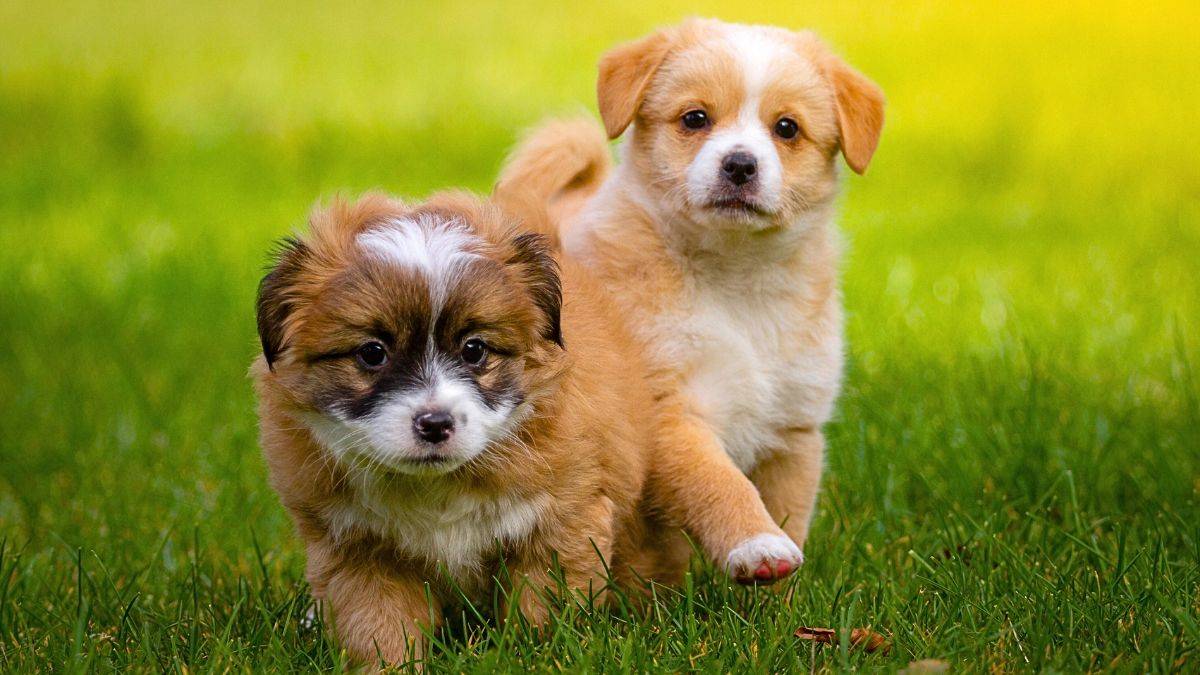 Como cuidar de um cachorro filhote