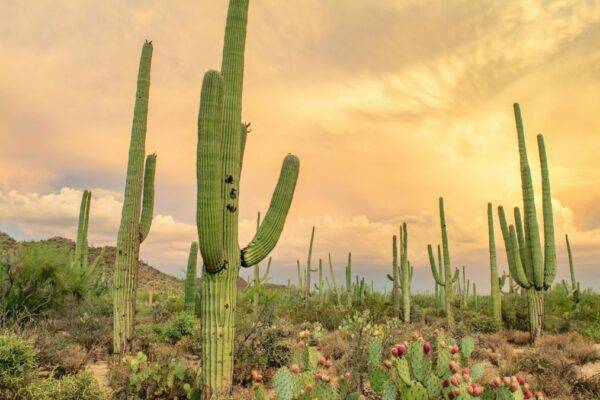 Deserto de Thar surpreende ao ficar 38% mais verde. Estudo revela impacto das chuvas e da agricultura nessa transformação inédita.
