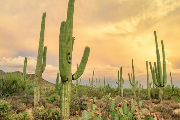 Deserto de Thar surpreende ao ficar 38% mais verde. Estudo revela impacto das chuvas e da agricultura nessa transformação inédita.