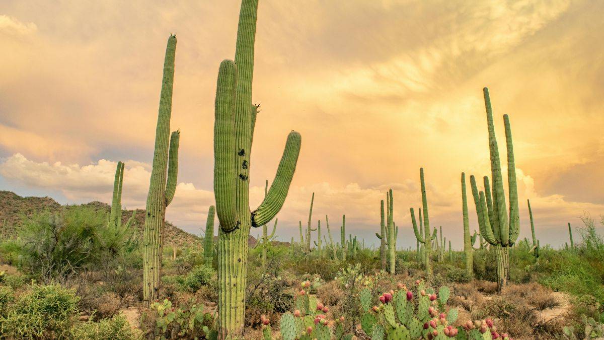 Deserto de Thar surpreende ao ficar 38% mais verde. Estudo revela impacto das chuvas e da agricultura nessa transformação inédita.