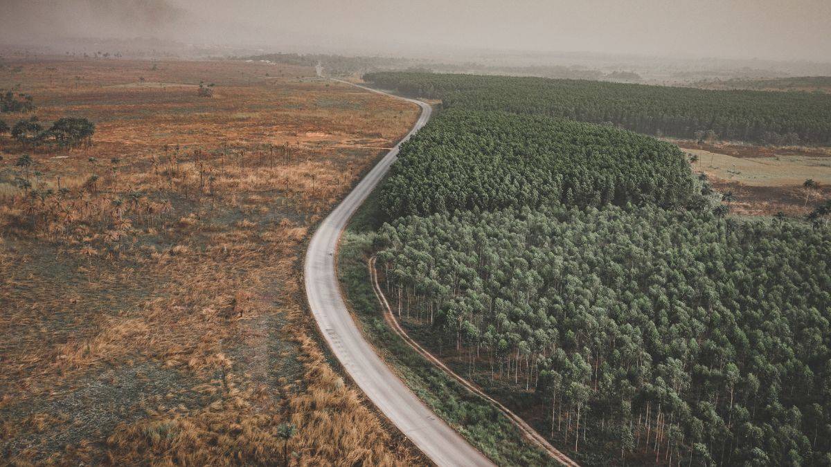 Impactos do desmatamento na Amazônia