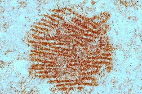 Impressão digital de 43 mil anos de um neandertal intriga cientistas