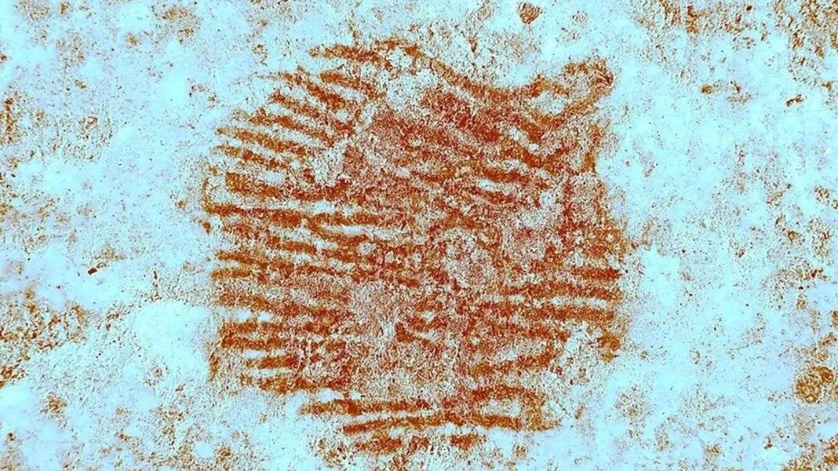 Impressão digital de 43 mil anos de um neandertal intriga cientistas