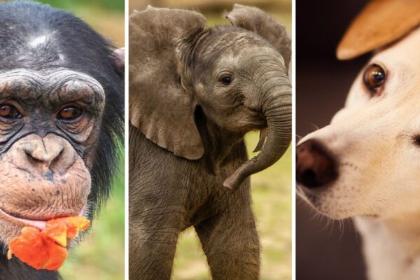 animais mais inteligentes do mundo