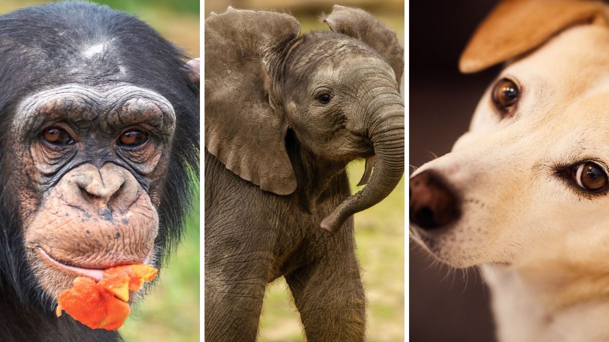 animais mais inteligentes do mundo
