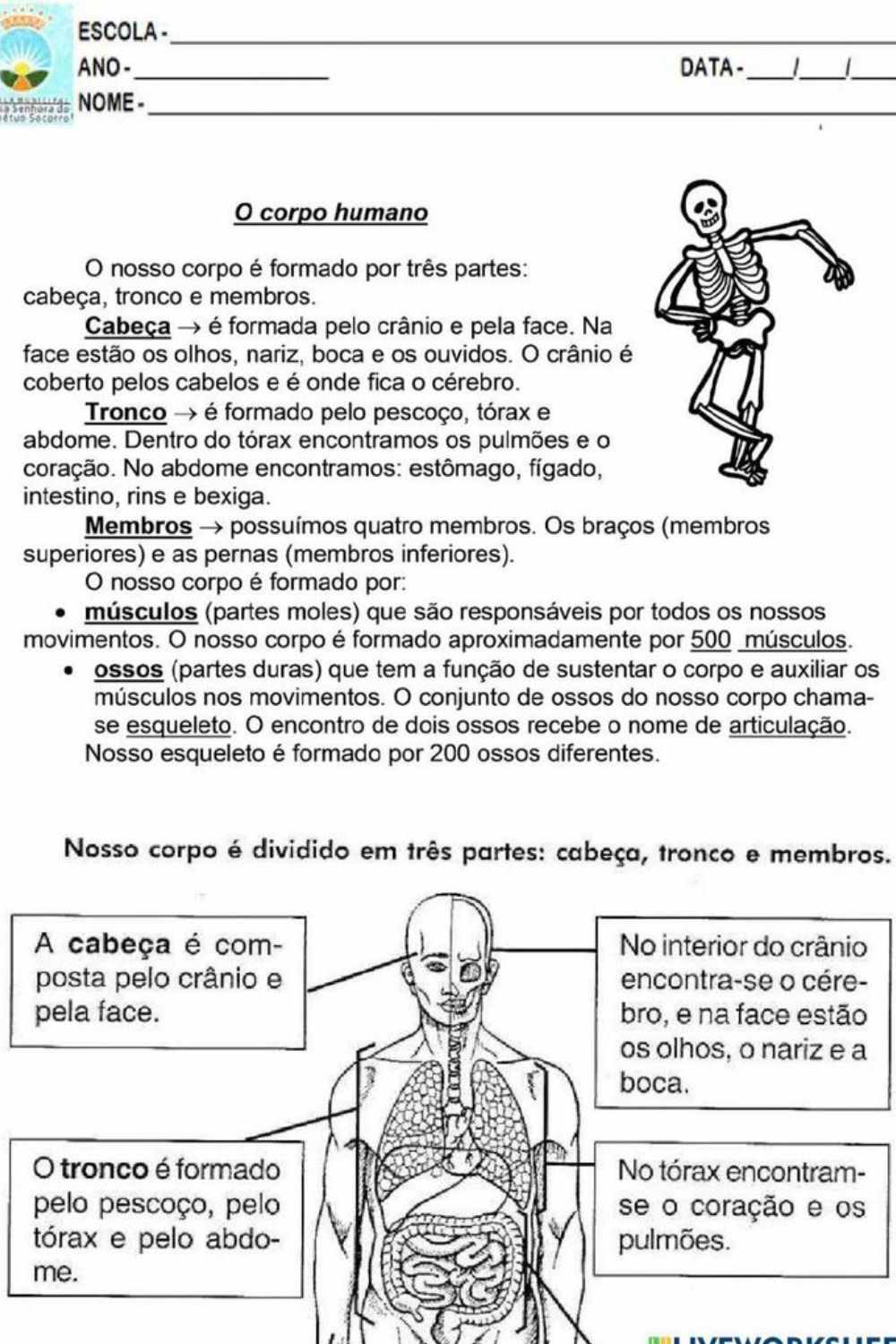 Atividades de ciências sobre o corpo humano para o 5º ano