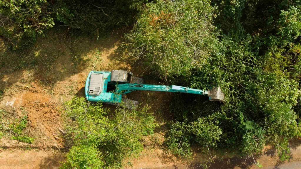 Sem floresta em pé, não existe equilíbrio ambiental nem desenvolvimento sustentável (Imagem: Getty Images via Canva)
