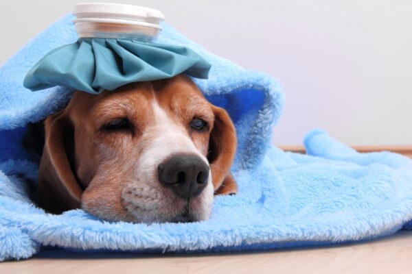 Cuidados essenciais para prevenir a doença do carrapato. (Foto: Getty Images / Canva Pro)