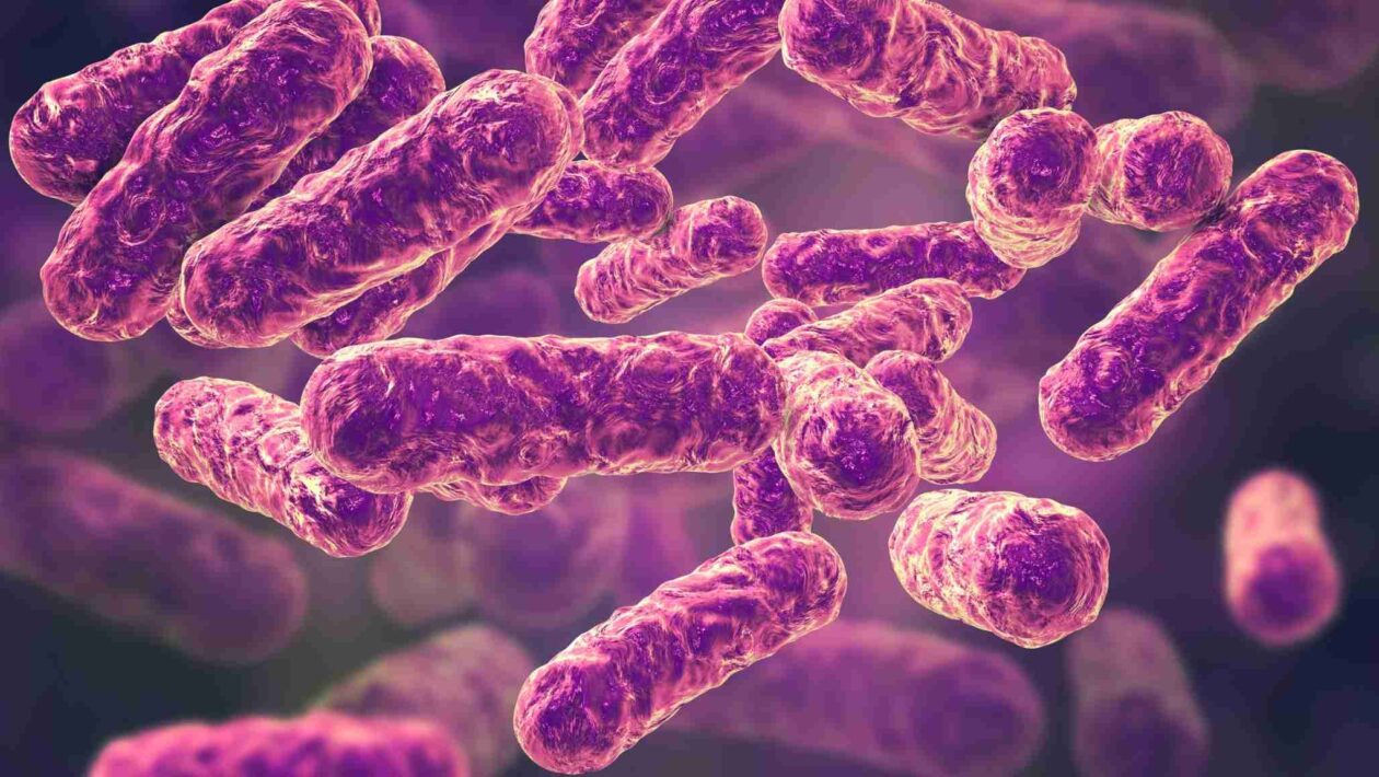 Ilustração da bactéria Bartonella, gênero responsável por diversas doenças em humanos e animais, detectada recentemente na Amazônia. (Crédito da imagem: Canva Pro)