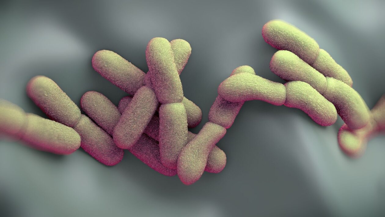 Representação da Yersinia pestis, bactéria estudada em pandemias antigas e modernas.