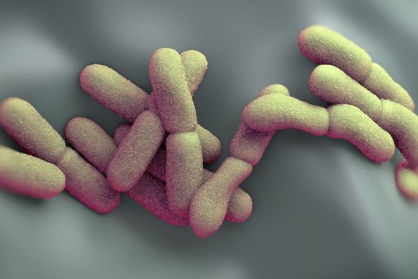 Representação da Yersinia pestis, bactéria estudada em pandemias antigas e modernas.